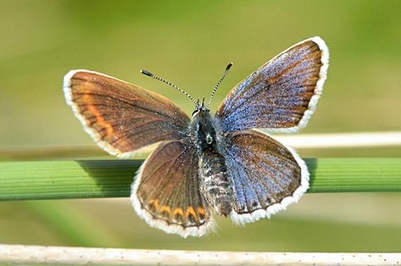 Plebejus argus (bilateral gynandromorph, live)) (Internet Image property of respective owner, non-commercial use only)